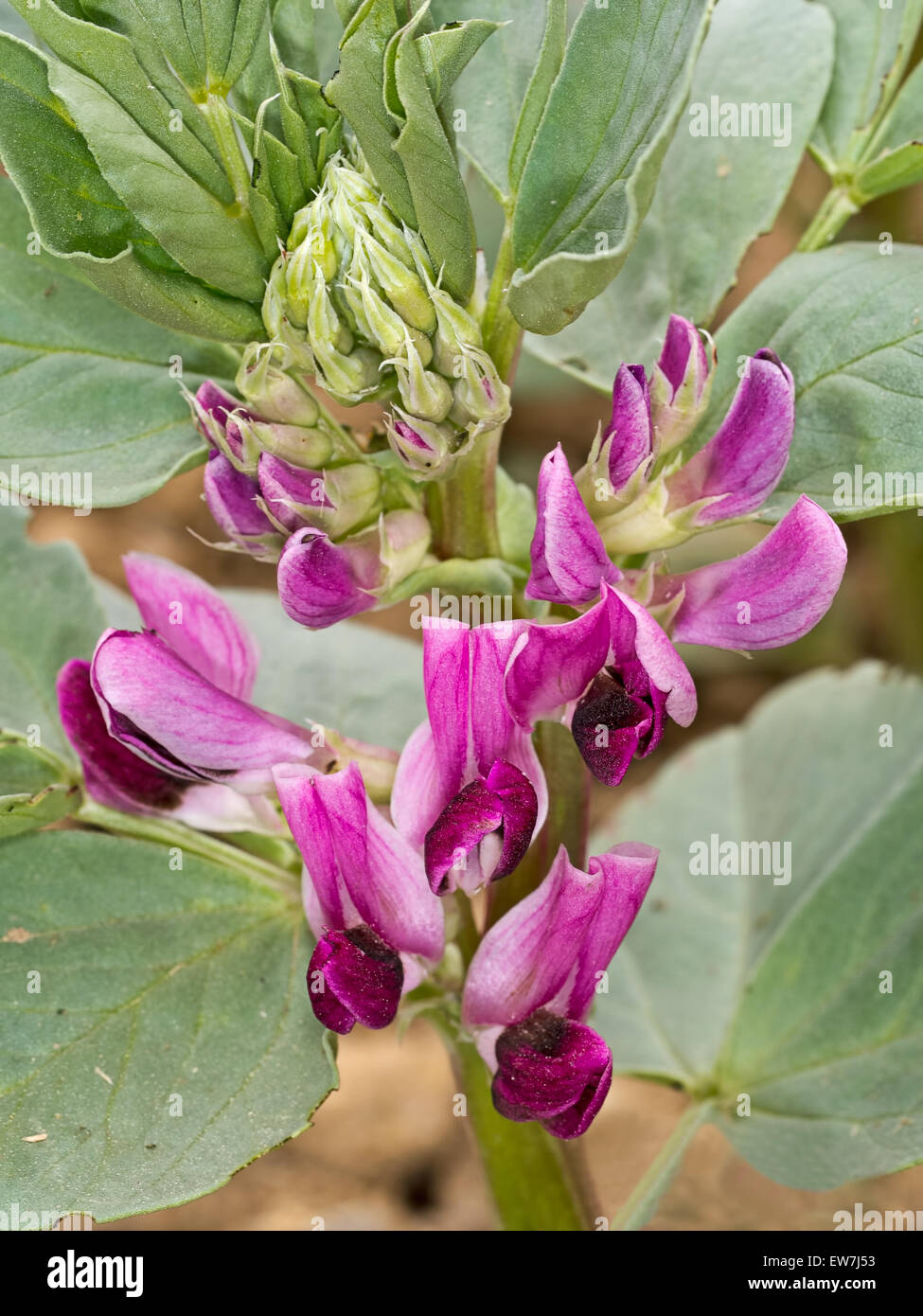 Heritage red flowering broad bean detail. Really fresh vegetable soon. Stock Photo