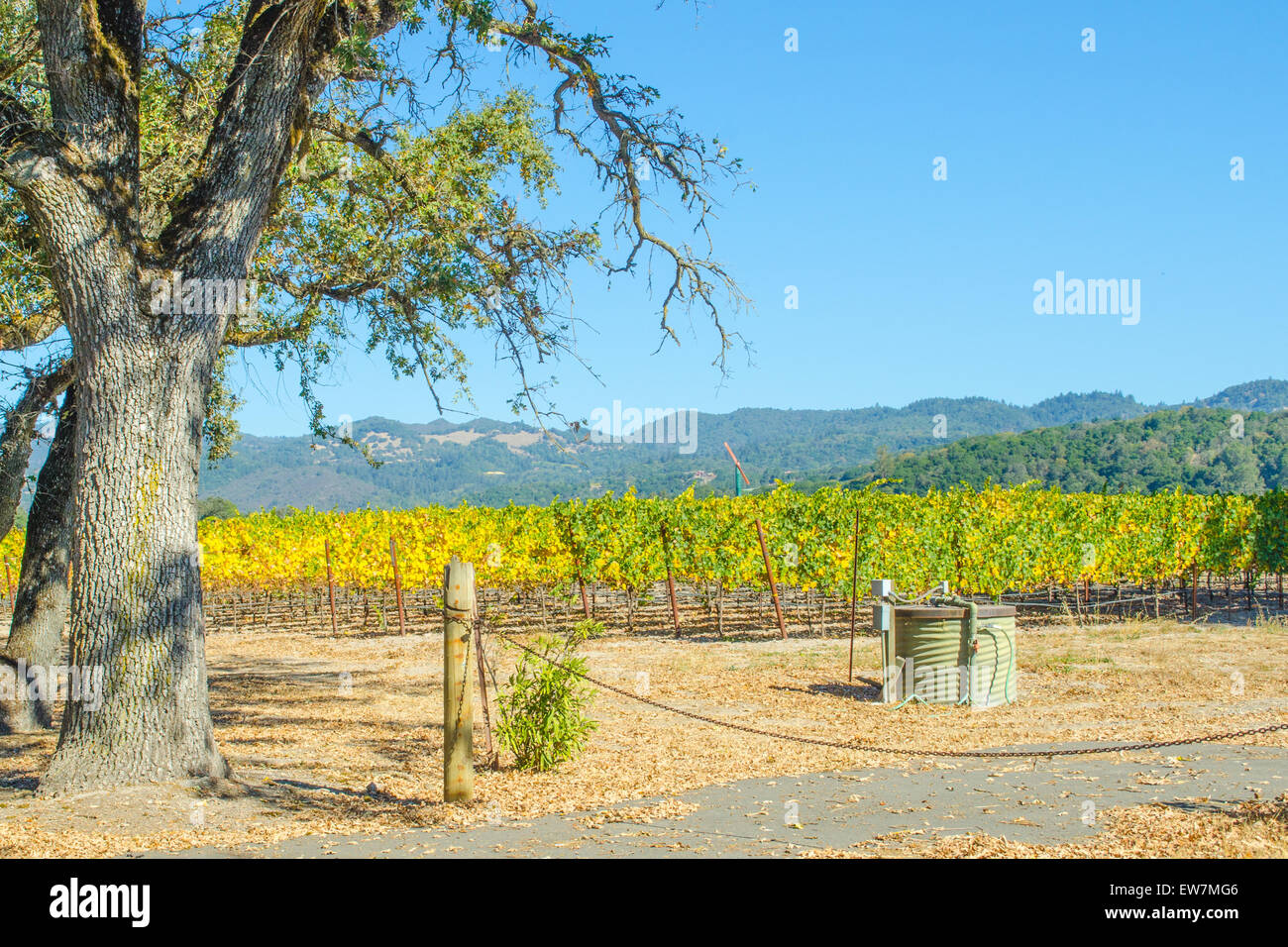 Oak tree and vineyard in fall, Napa County California Stock Photo