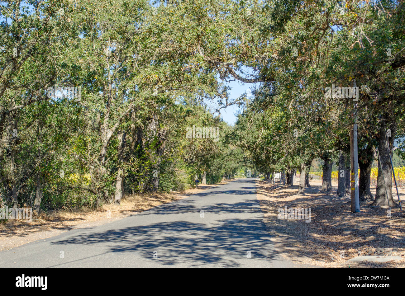 Tre-lined country lane in Napa County, California Stock Photo