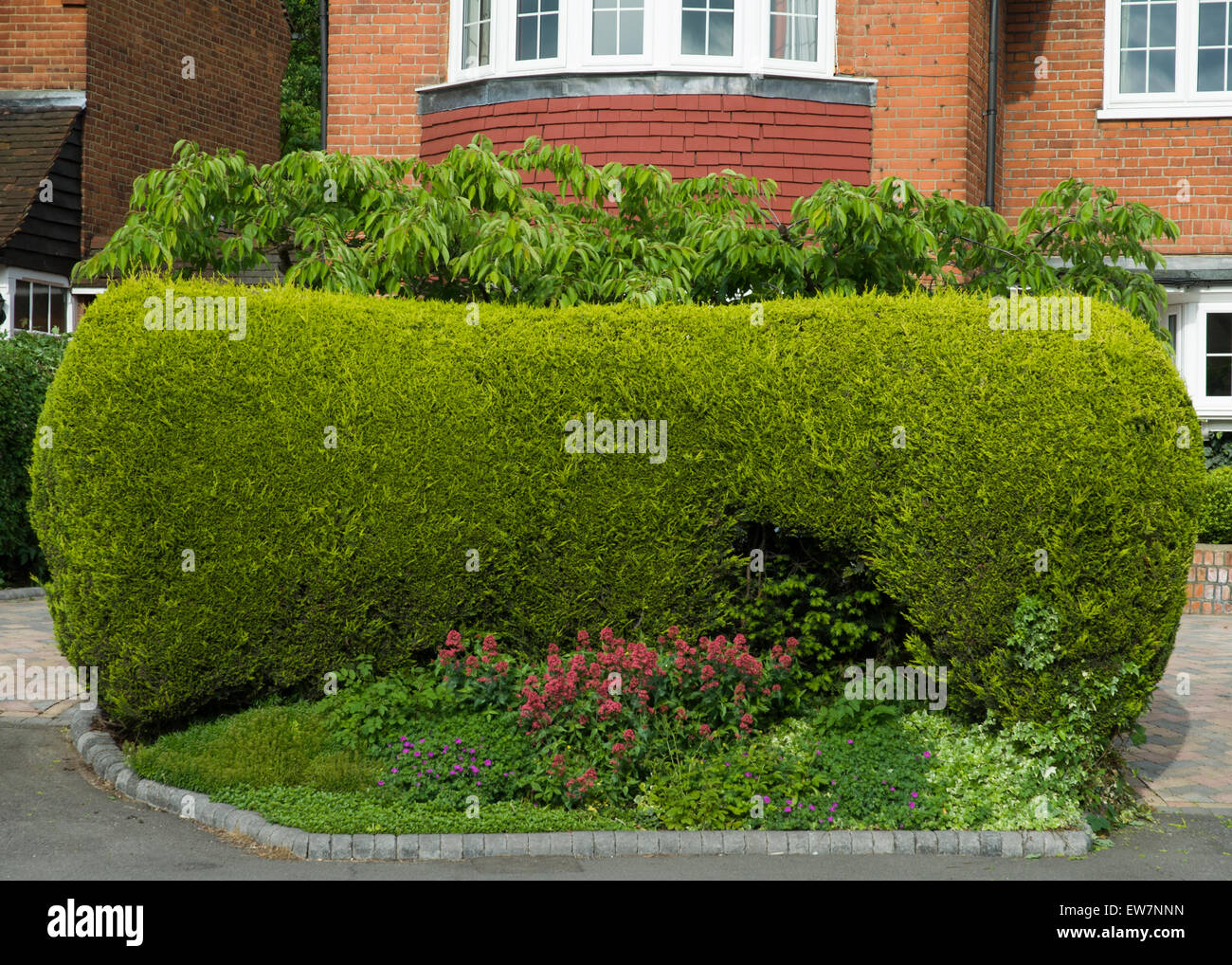 Hedges in front of suburban detached house Stock Photo Alamy