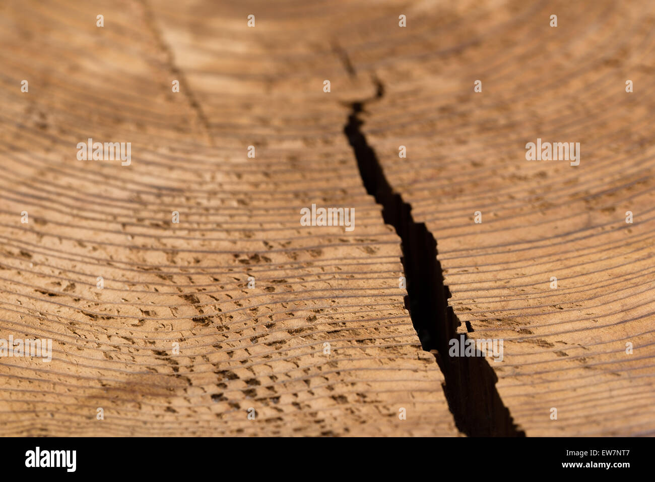 A close up shot of the texture and grain in a cut stump of a tree with a crack splitting it open from the side. Stock Photo