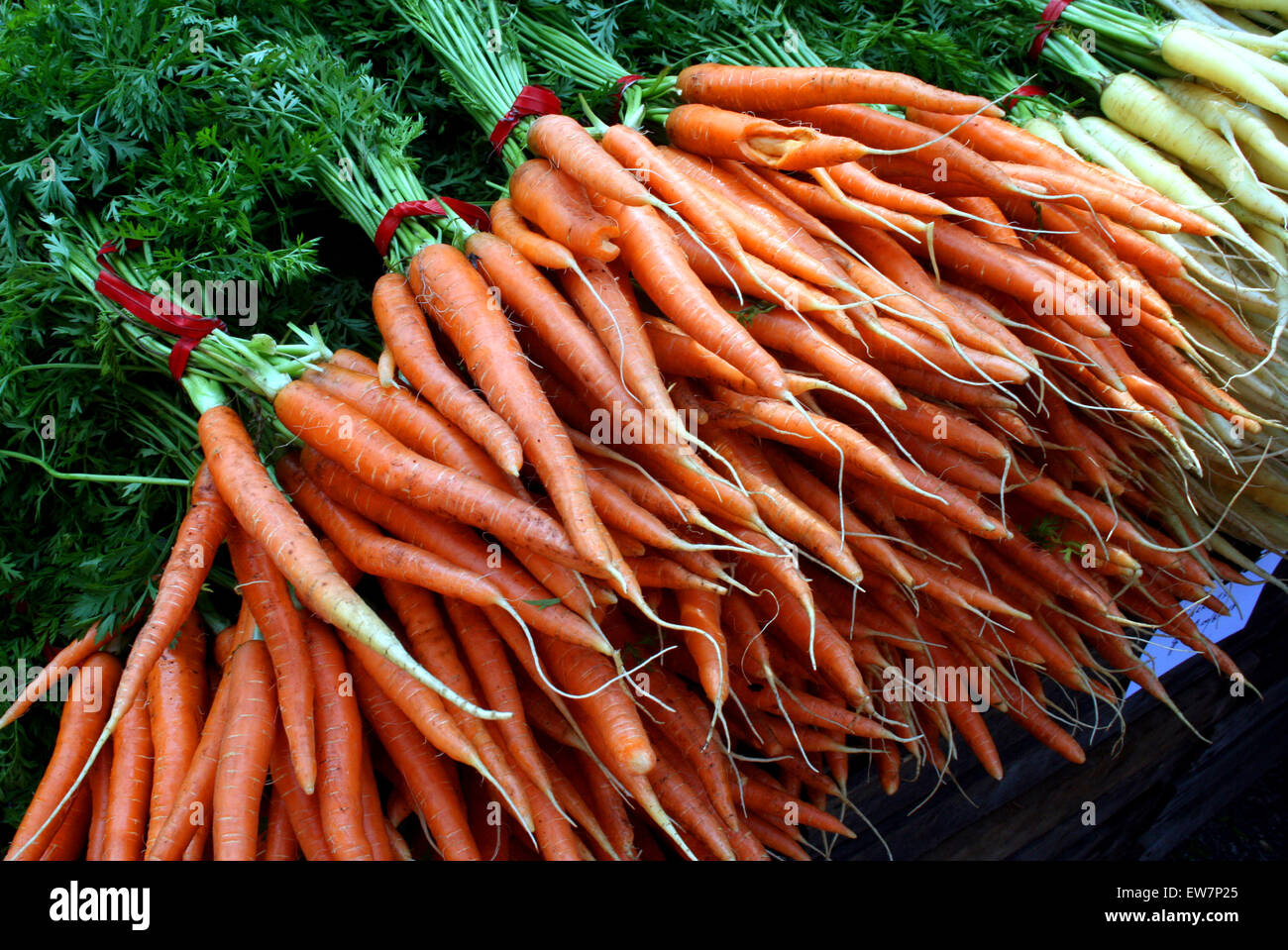Fresh carrots in bundles. Stock Photo