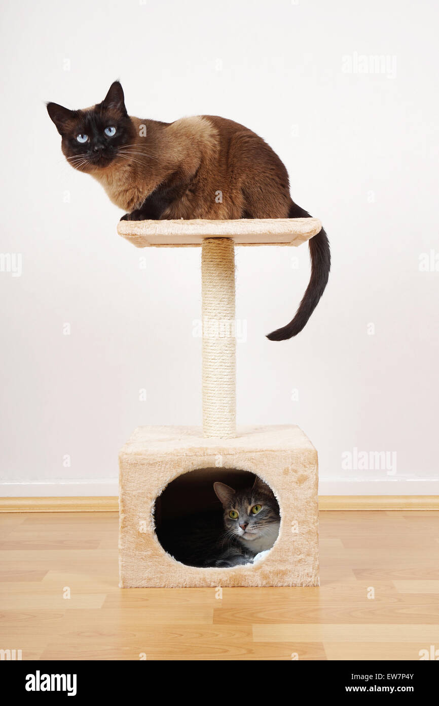 two cats on cat tower Stock Photo