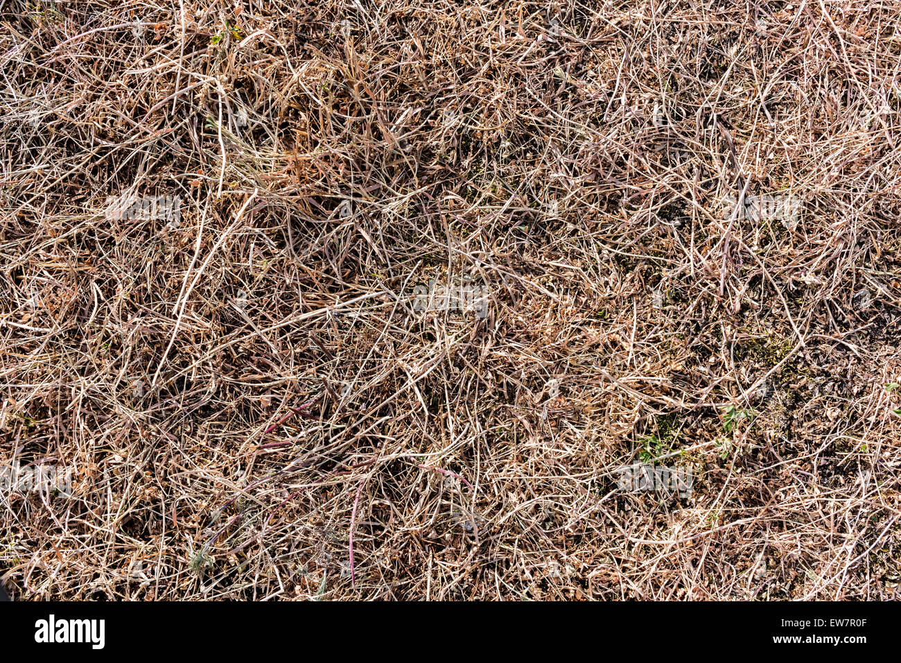 Dry Grass Together With Green Grass Texture Background Stock Photo Alamy