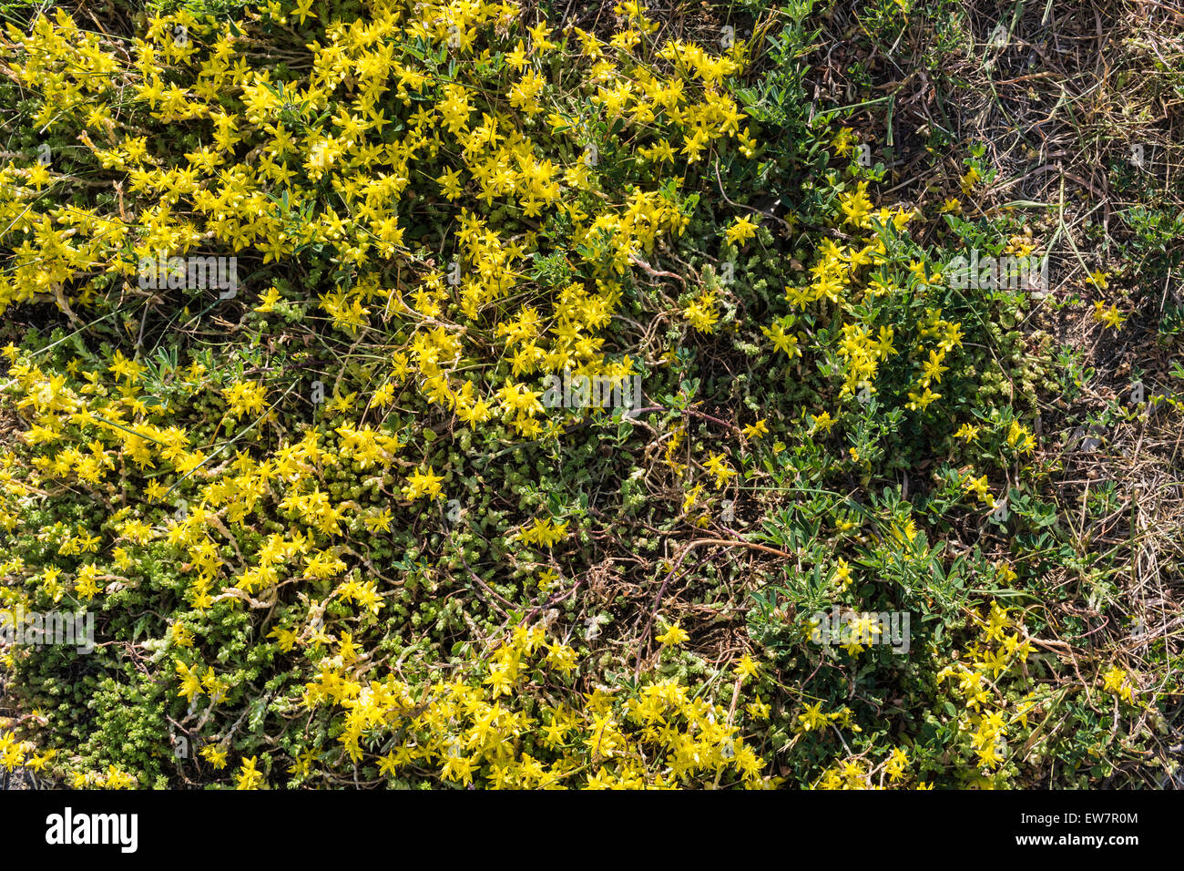Wild Meadow Yellow Floral Textured Background Closeup mozhzhevelnikolistnaya Saxifrage, Saxifraga juniperifolia Stock Photo