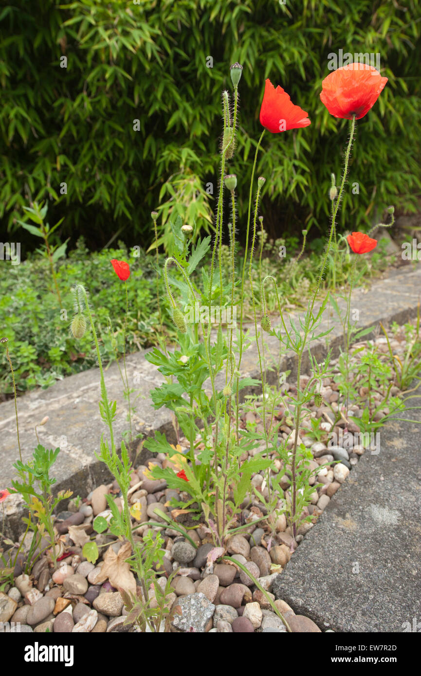 Gravel path hires stock photography and images Alamy