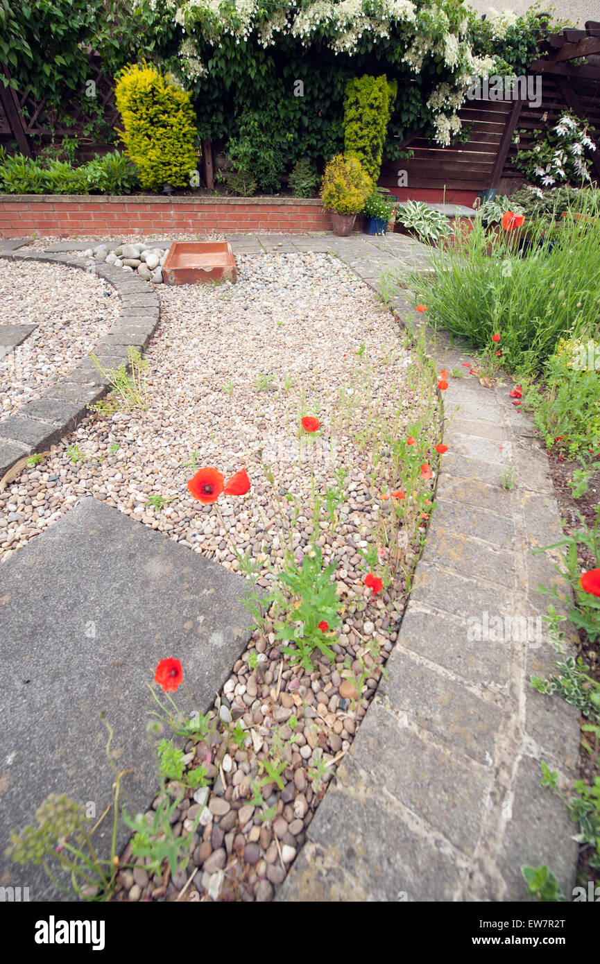 Red Field Poppy self seeded in a gravel path Stock Photo
