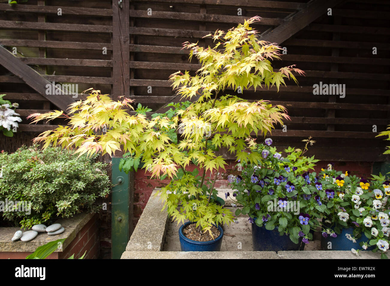 Yellow leaved Acer Palmatum grown in half shade Stock Photo
