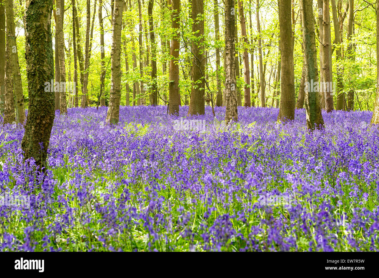 Bluebells, Austy Wood, Warwickshire, UK Stock Photo