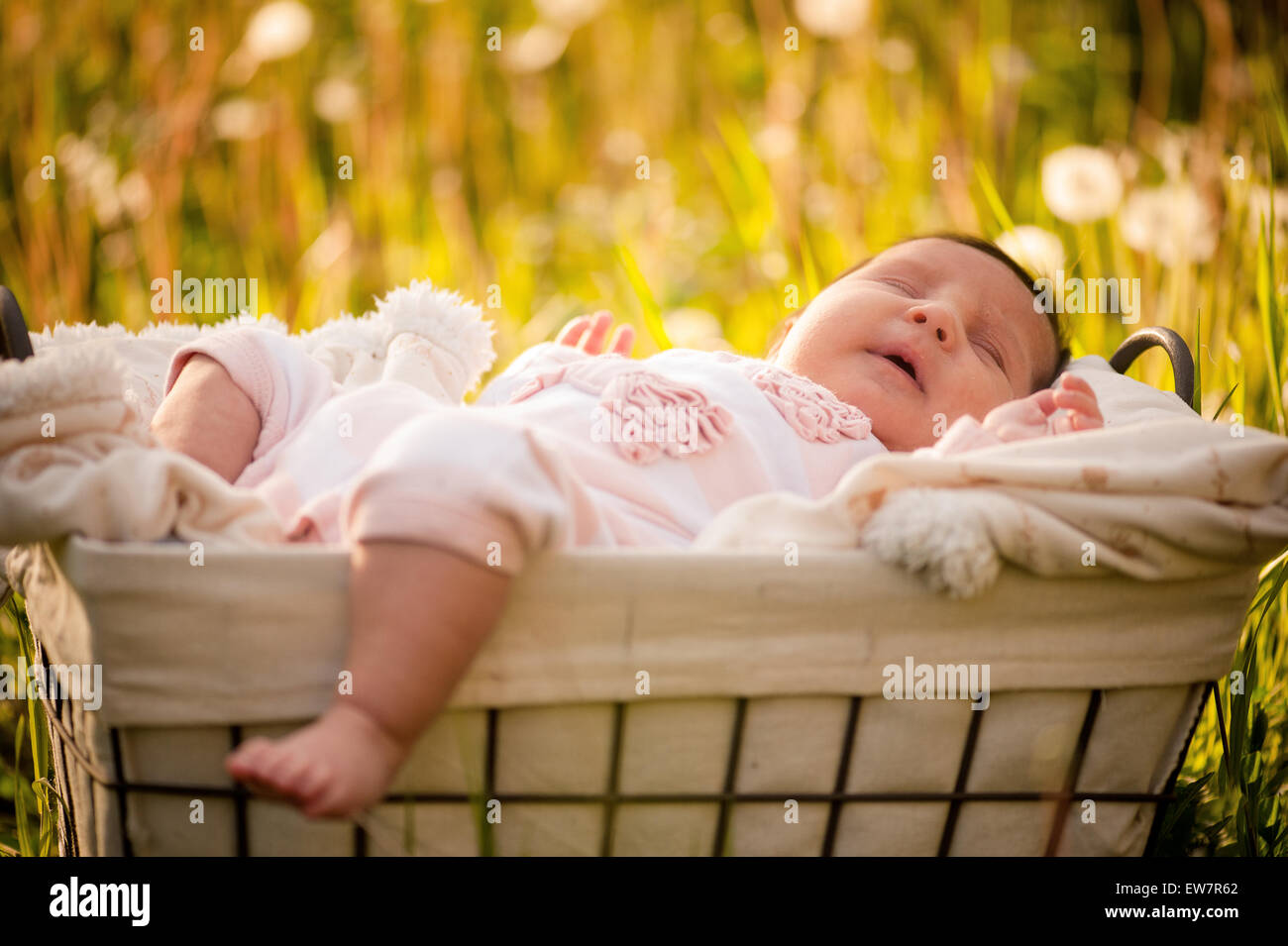 Baby girl sleeping in a basket in a crocus field Stock Photo