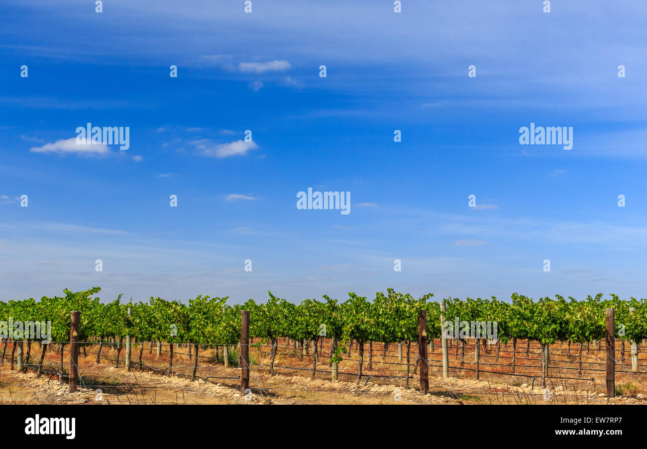 Rows of vines in a vineyard, Australia Stock Photo