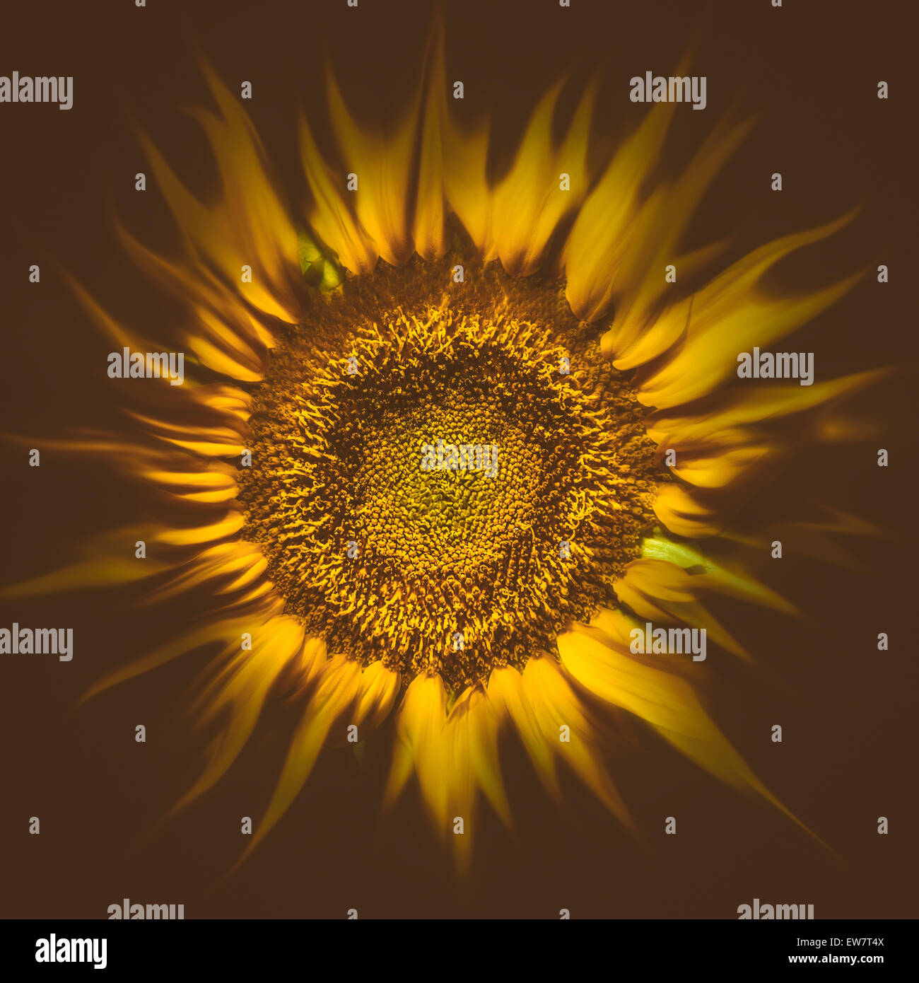 Sunflower sun flare Stock Photo