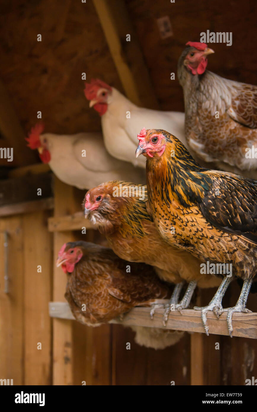 Chickens roosting in a coop for the night Stock Photo Alamy
