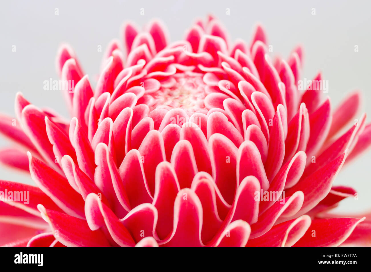 Close-up of a ginger flower (Etlingera elatior) Stock Photo