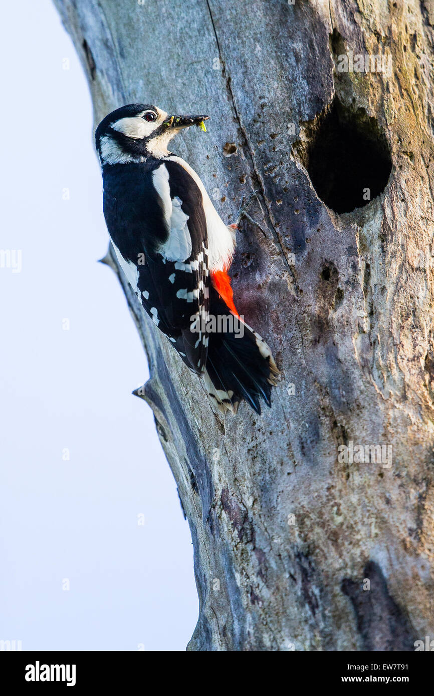 a-female-great-spotted-woodpecker-attending-to-her-young-in-the-hole-in