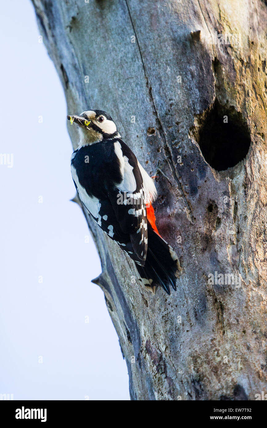 a-female-great-spotted-woodpecker-attending-to-her-young-in-the-hole-in