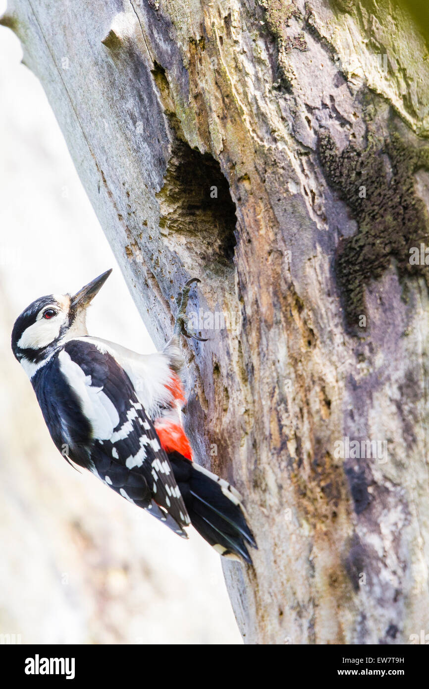 a-female-great-spotted-woodpecker-attending-to-her-young-in-the-hole-in