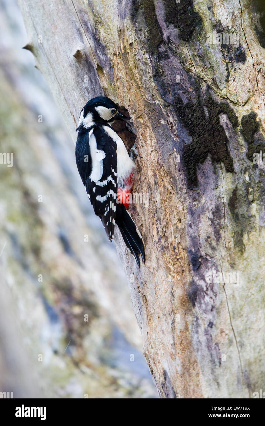 a-female-great-spotted-woodpecker-attending-to-her-young-in-the-hole-in