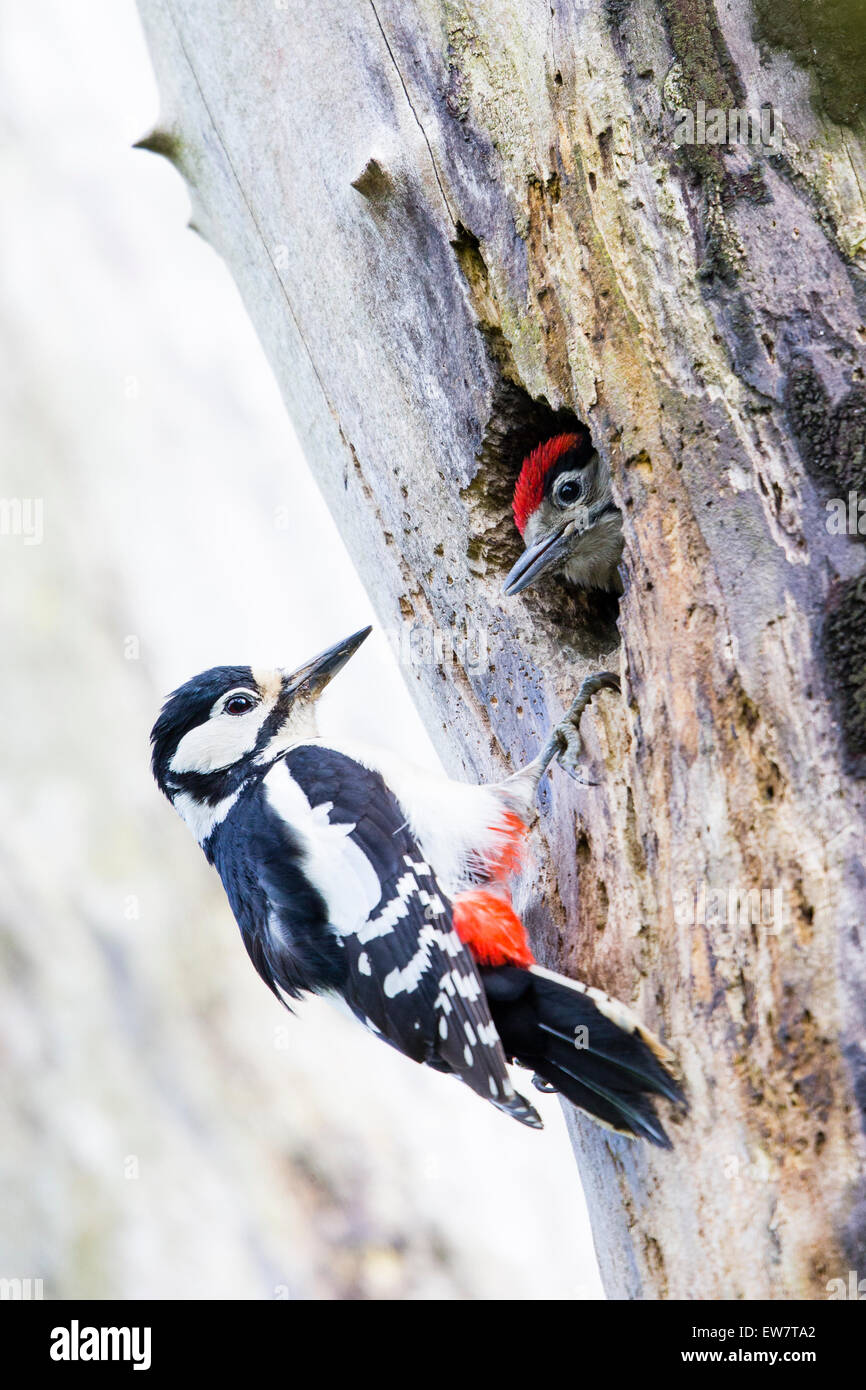 a-female-great-spotted-woodpecker-attending-to-her-young-in-the-hole-in