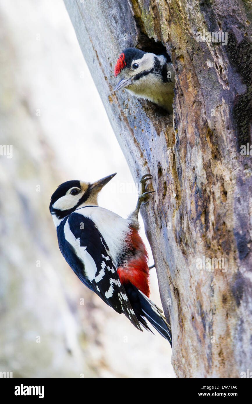 a-female-great-spotted-woodpecker-attending-to-her-young-in-the-hole-in