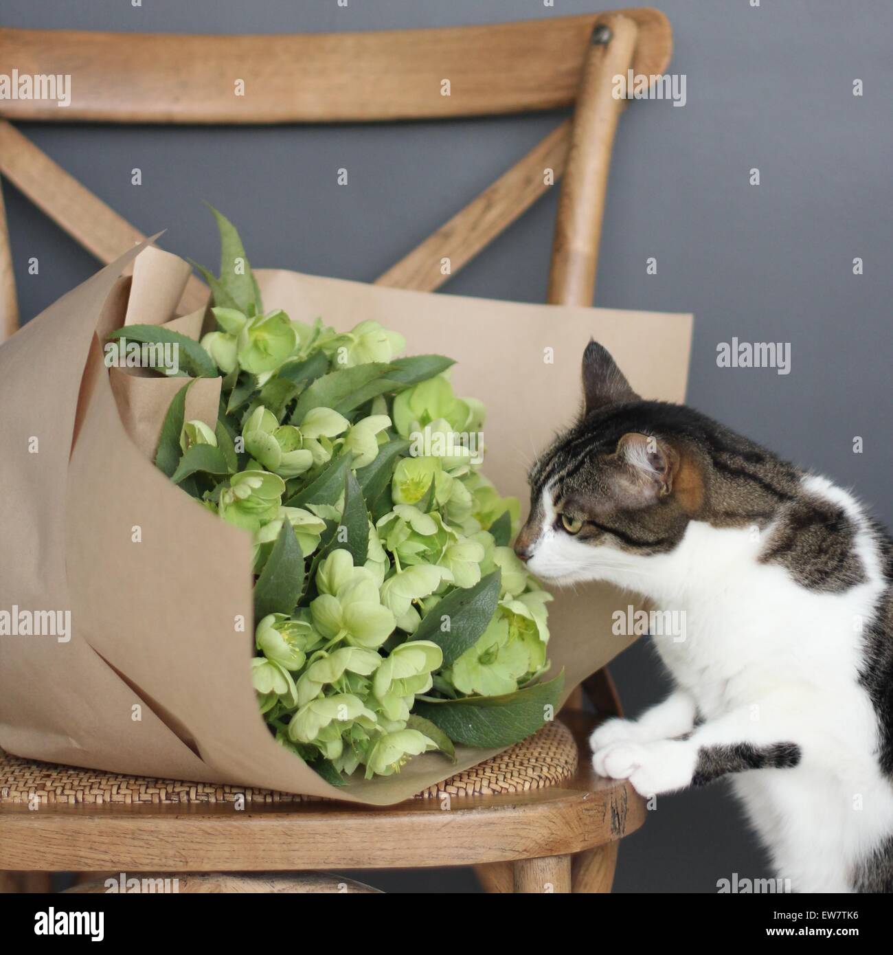 Cat sniffing bunch of flowers lying on a chair Stock Photo