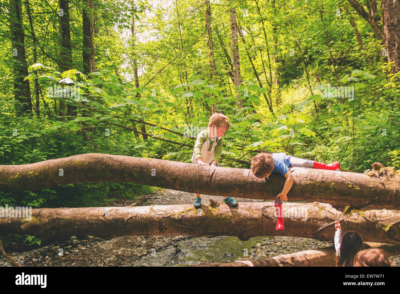Two young boys climbing over trees by a creek Stock Photo