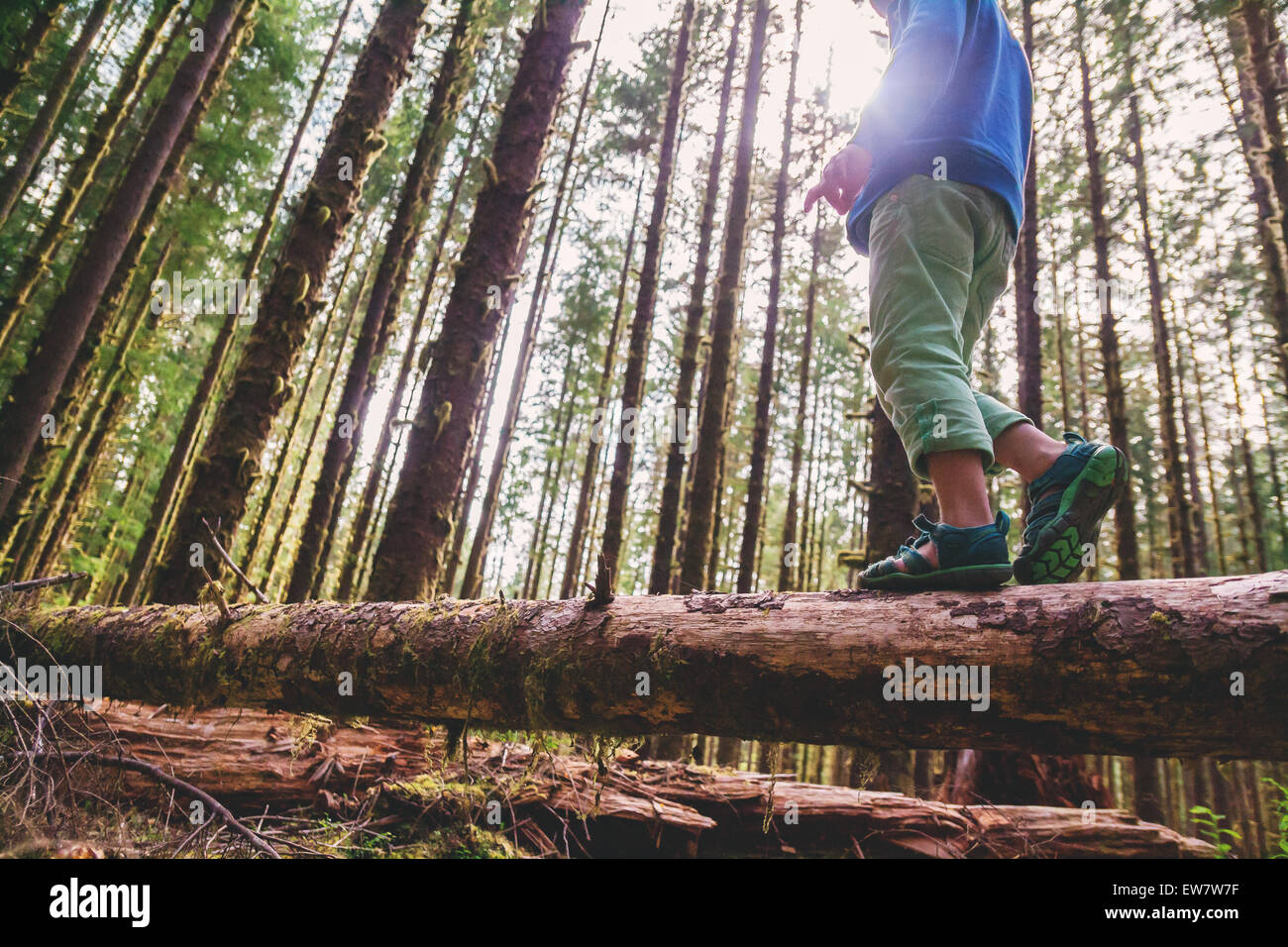 Low angle view of a boy walking across a tree trunk in the forest, USA Stock Photo