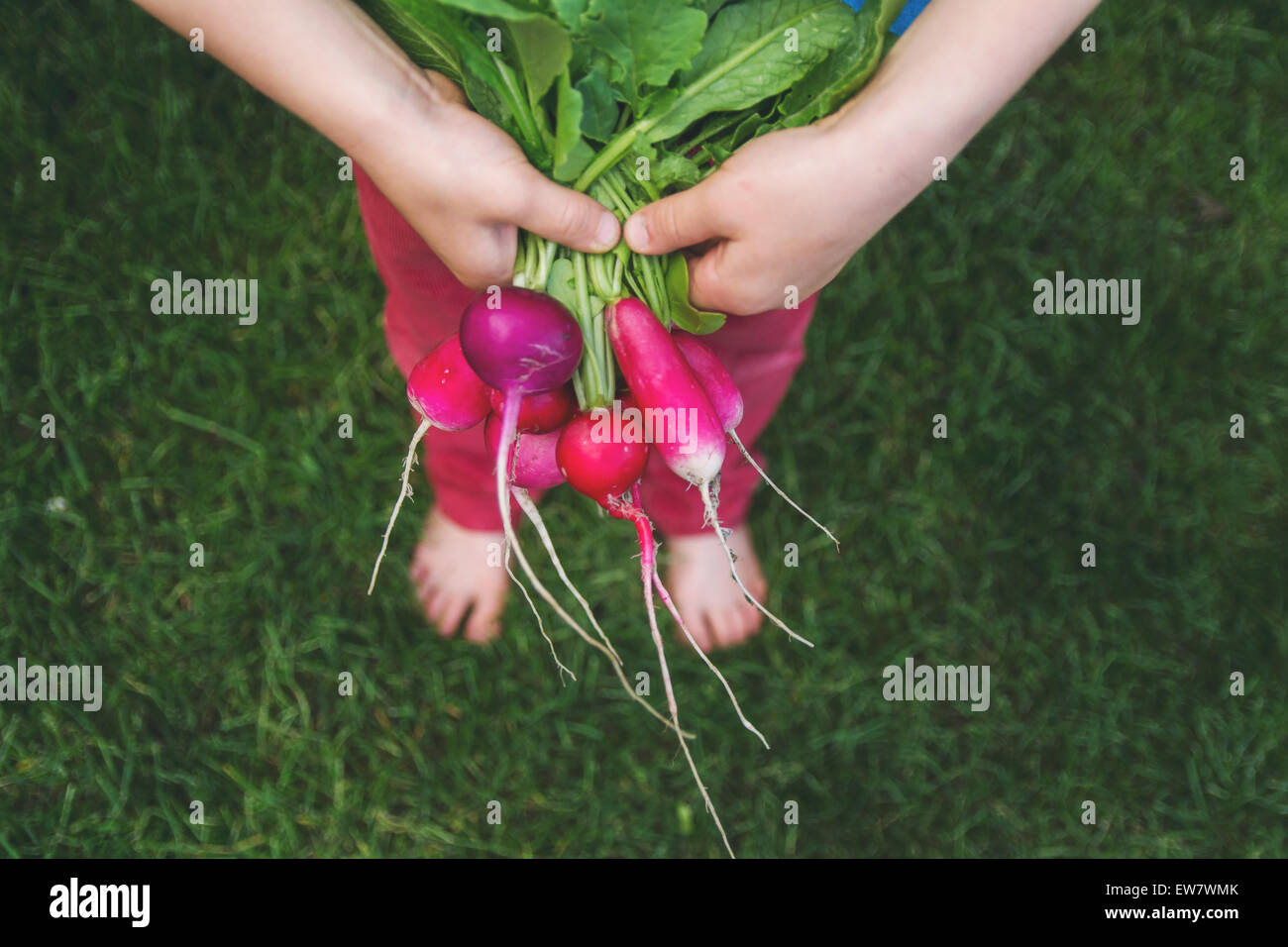 Overhead view of a boy holding a bunch of freshly picked radishes Stock Photo