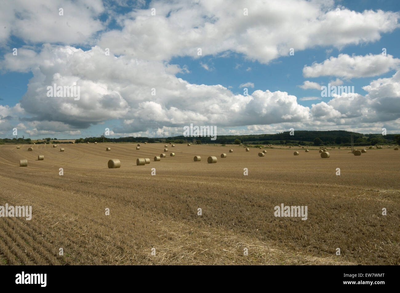 Rolled hay bales in field Stock Photo