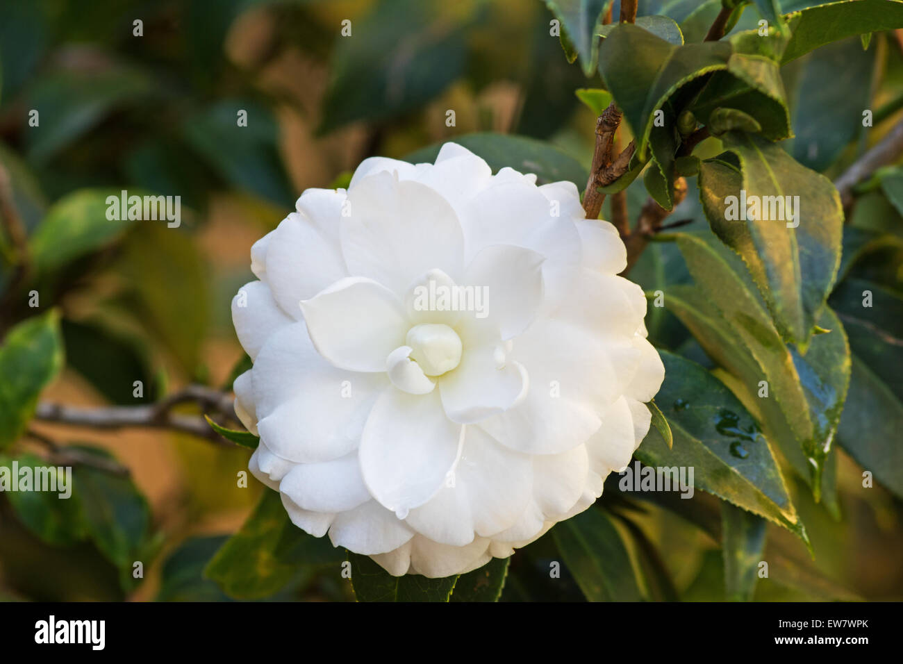 Alba plena hi-res stock photography and images - Page 2 - Alamy