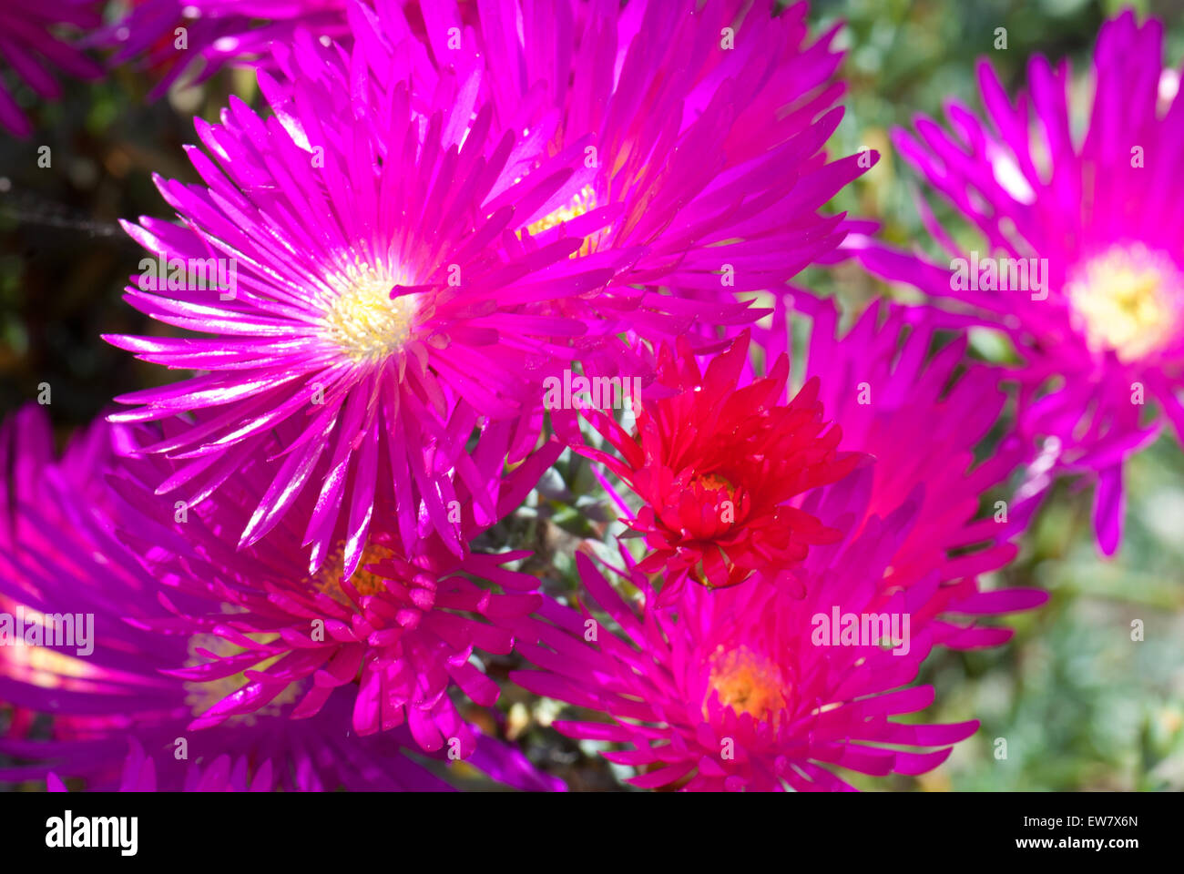 Lampranthus spectabilis, the perennial Livingstone Daisy Stock Photo