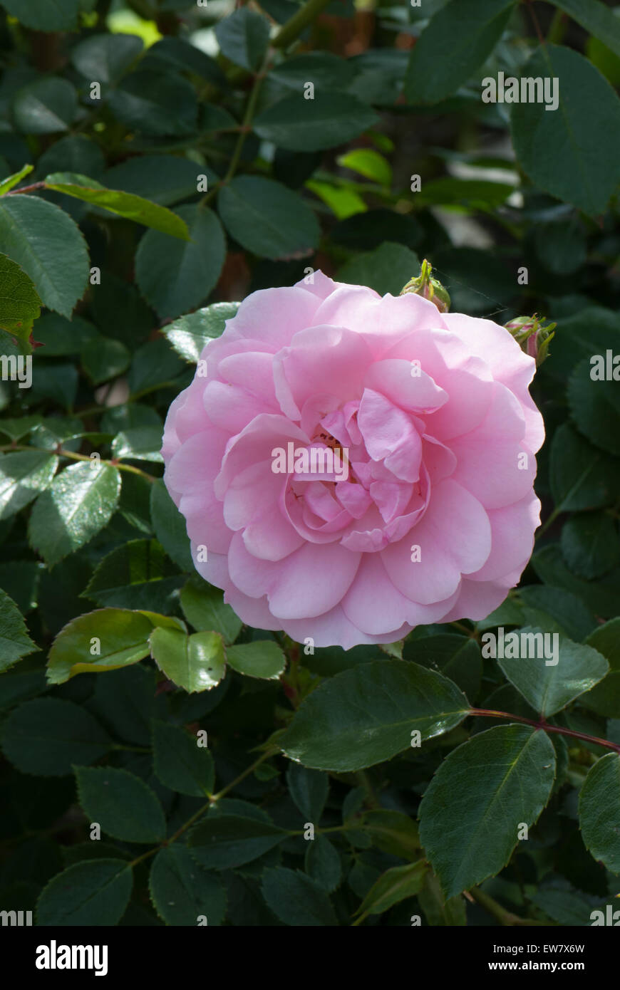 Flower Carpet Pink standard rose Stock Photo Alamy