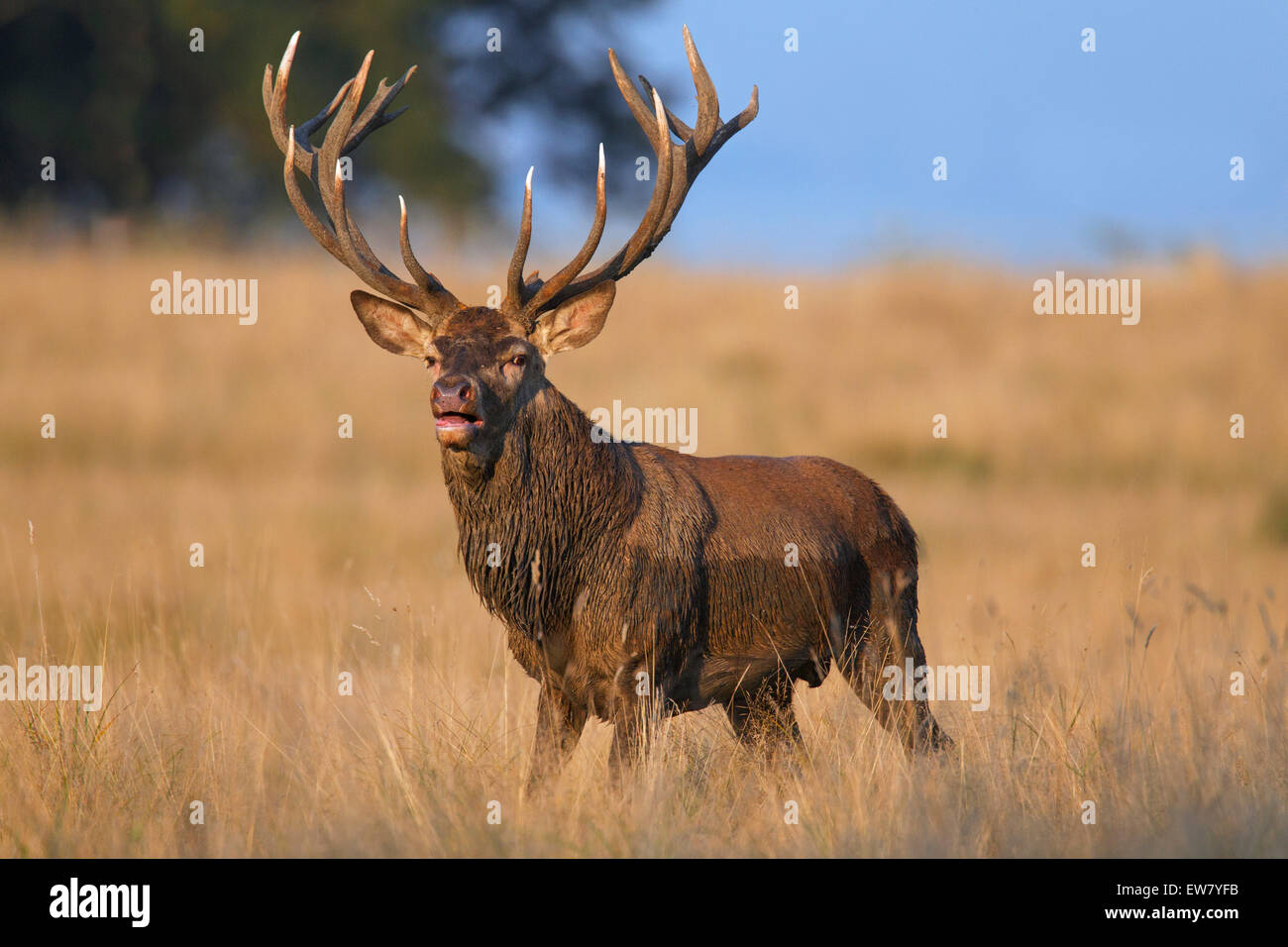 Red deer (Cervus elaphus) stag covered in mud bellowing in grassland during the rut in autumn Stock Photo