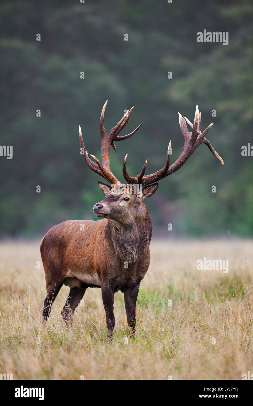 Red deer (Cervus elaphus) stag with huge antlers in grassland at forest's edge during the rut in autumn Stock Photo