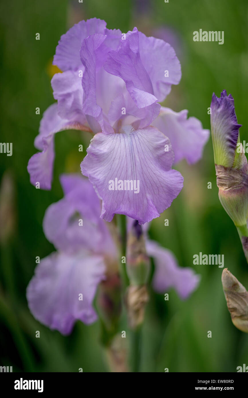 Light purple iris hi-res stock photography and images - Alamy
