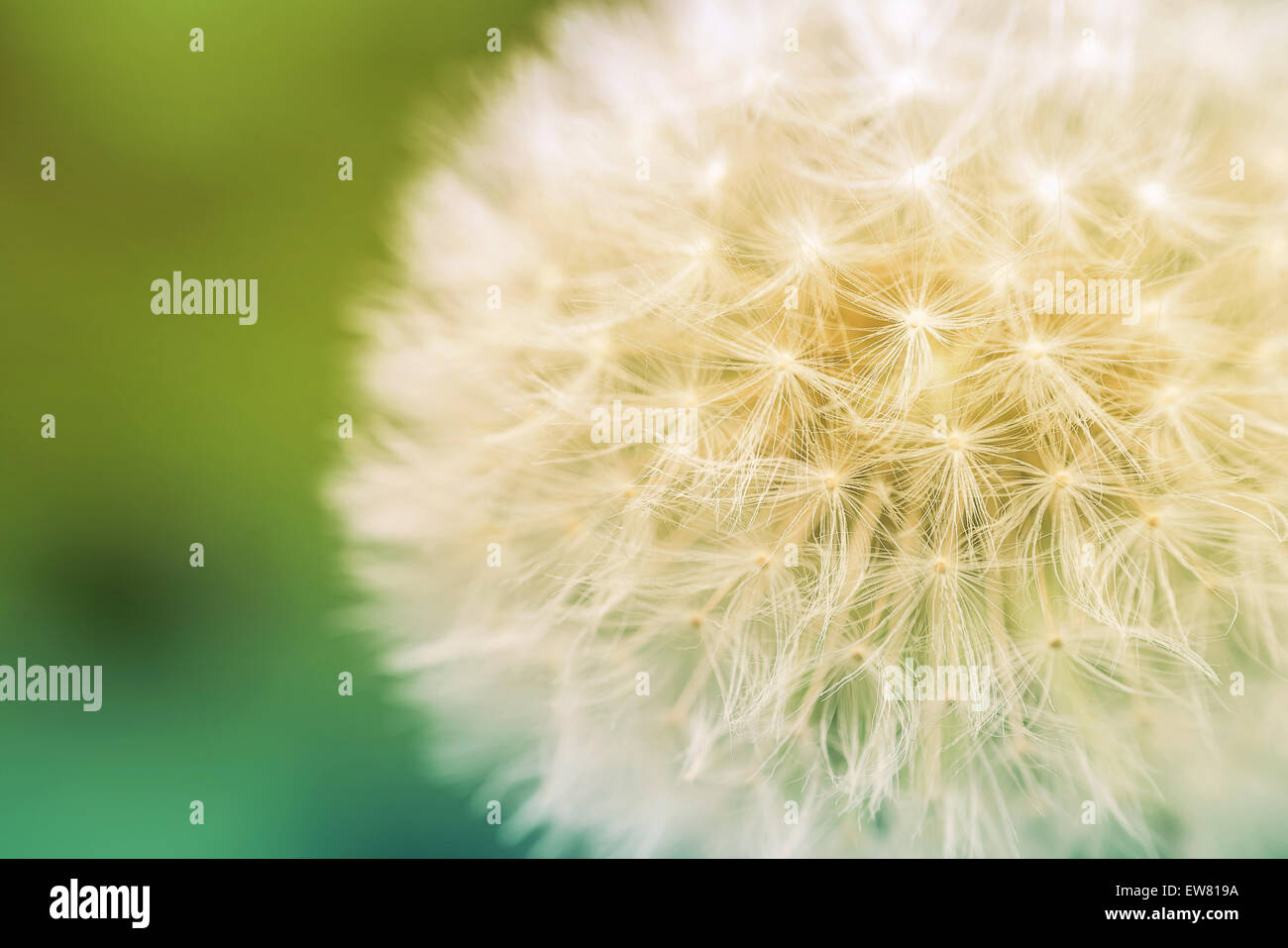 Retro Effect Of Spring Dandelion Macro Stock Photo