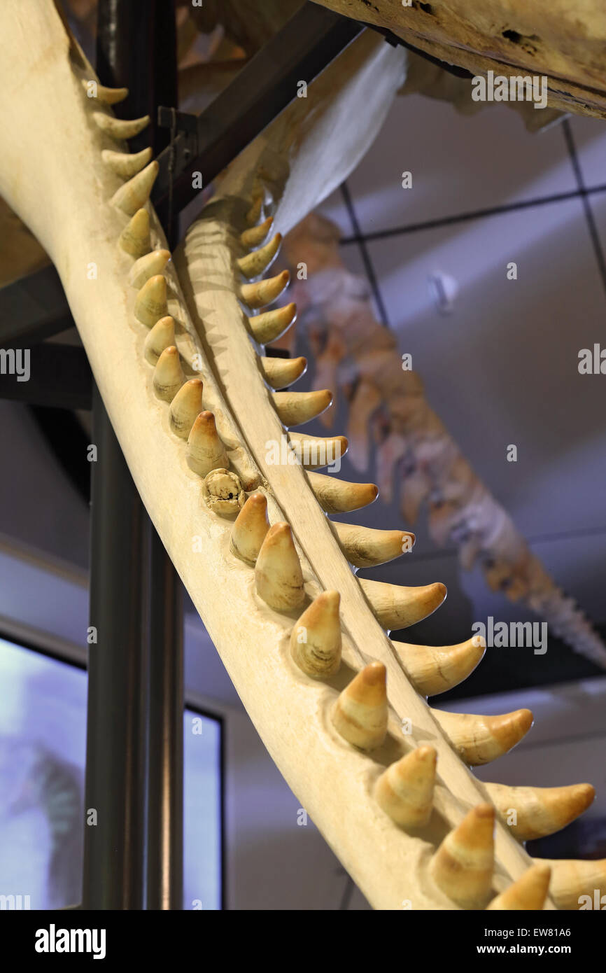 Sperm whale skeleton, jaw close-up, abscessed tooth, Nantucket Whaling Museum, Nantucket, Massachusetts Stock Photo