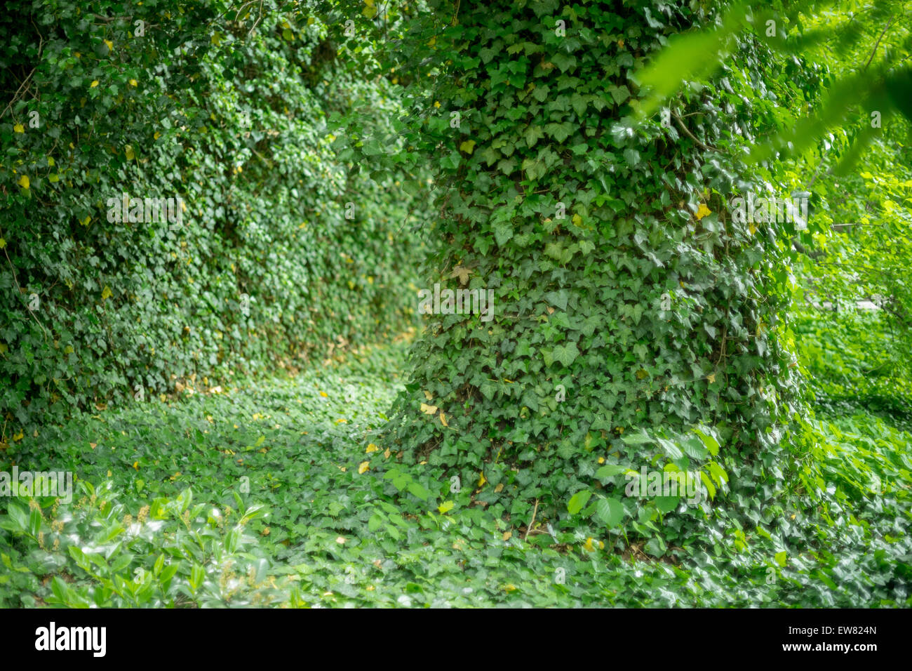 Old oak tree trunks covered with ivy Hedera helix Stock Photo