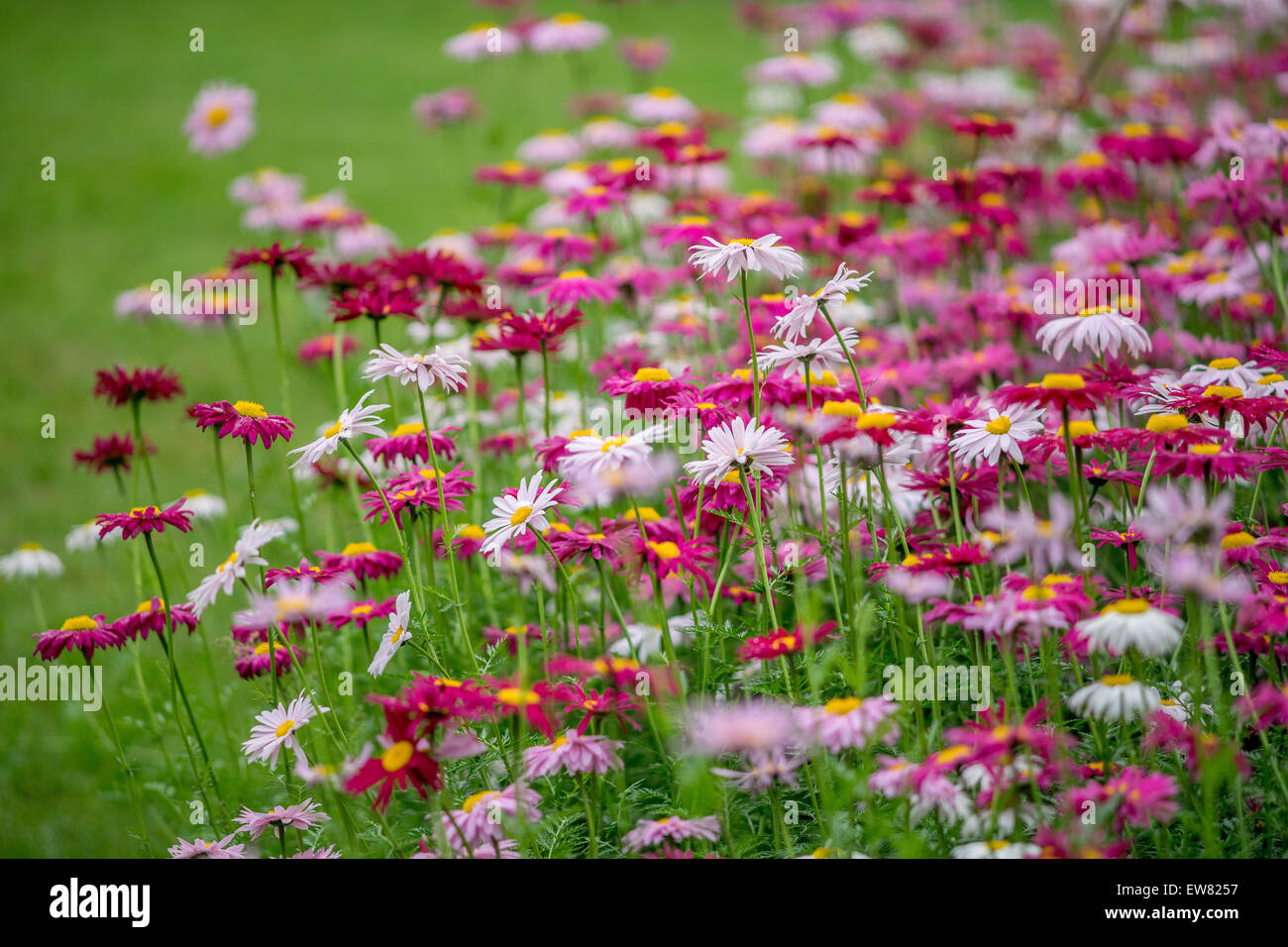 Many red and pink pyrethrum flowers Tanacetum coccineum Stock Photo