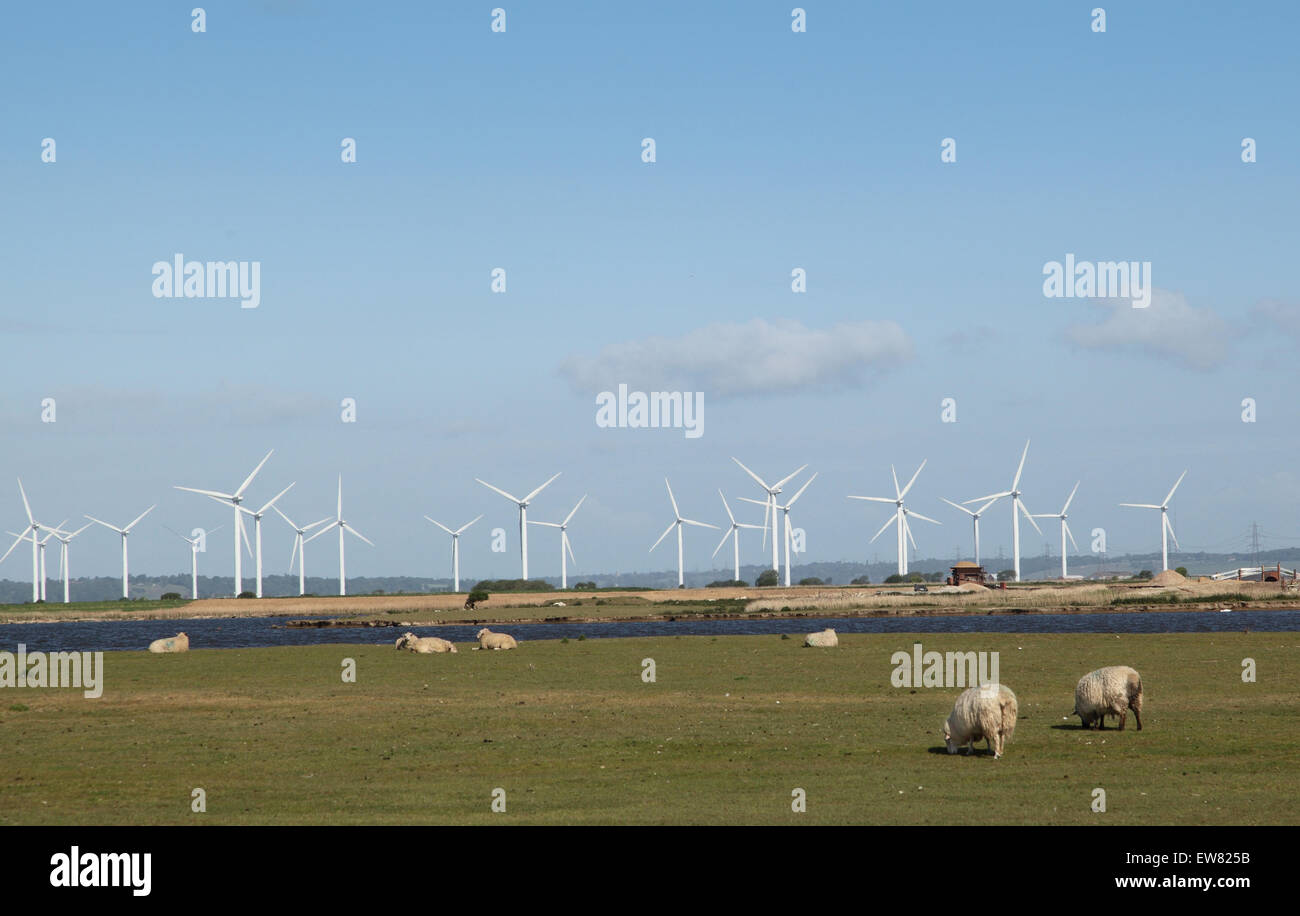Sheep graze in front of wind turbines in an onshore wind farm on Romney Marsh, Kent, UK Stock Photo