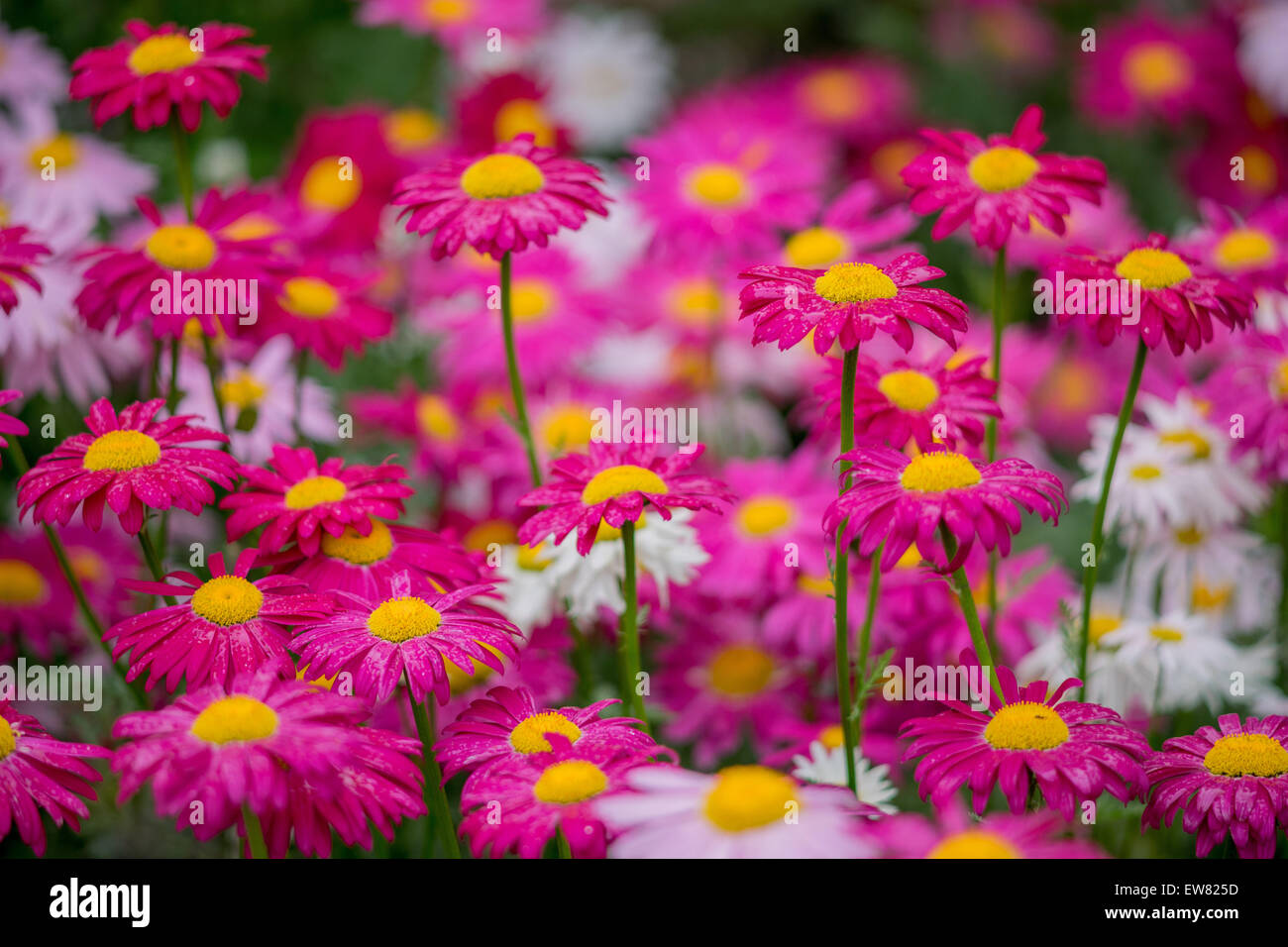 Many red and pink pyrethrum flowers Tanacetum coccineum Stock Photo