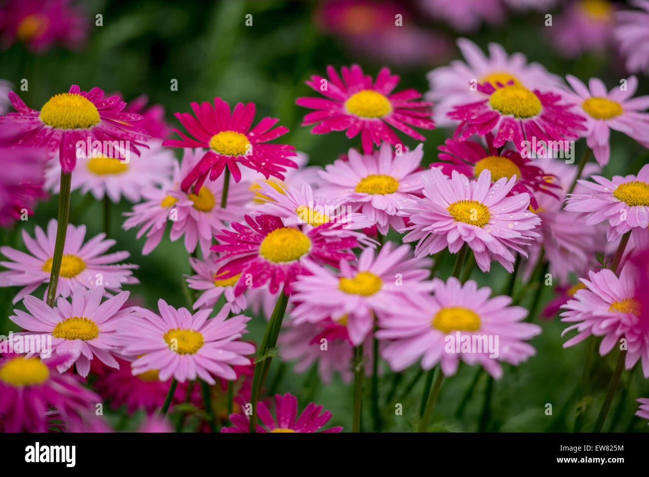 Many red and pink pyrethrum flowers Tanacetum coccineum Stock Photo