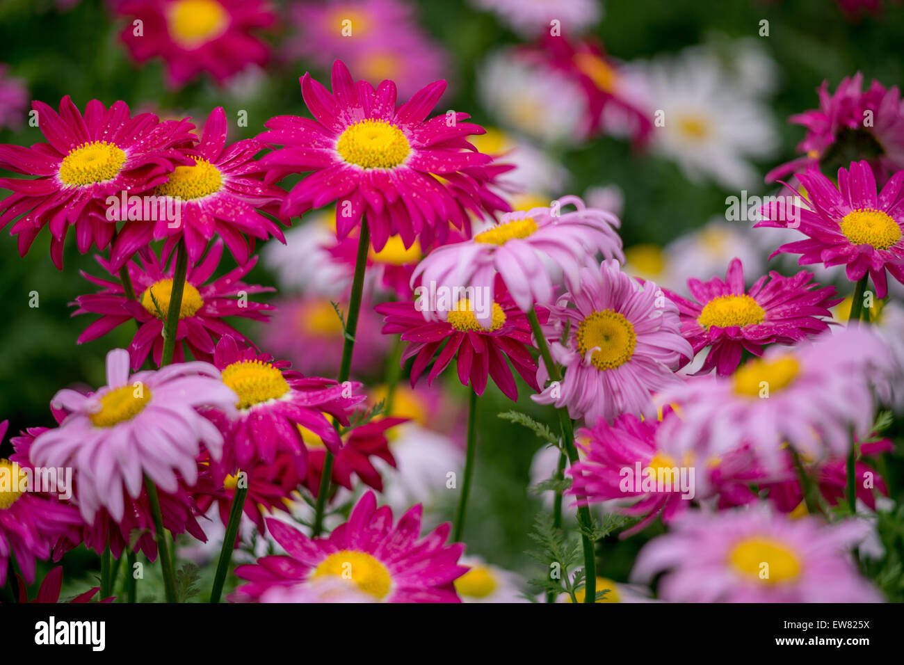 Many red and pink pyrethrum flowers Tanacetum coccineum Stock Photo