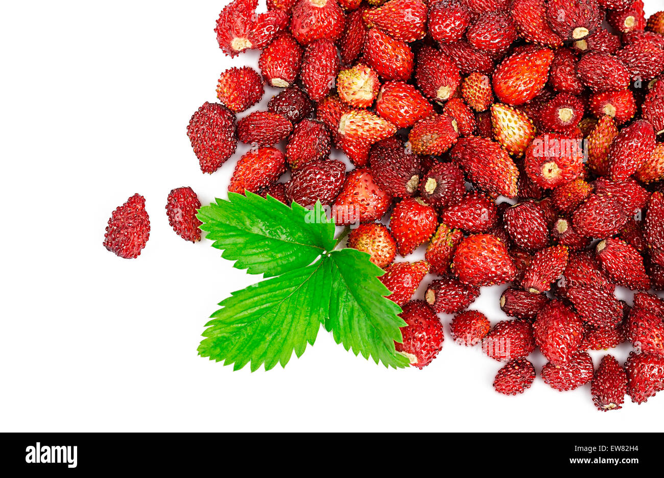 wild strawberry on a white background Stock Photo - Alamy