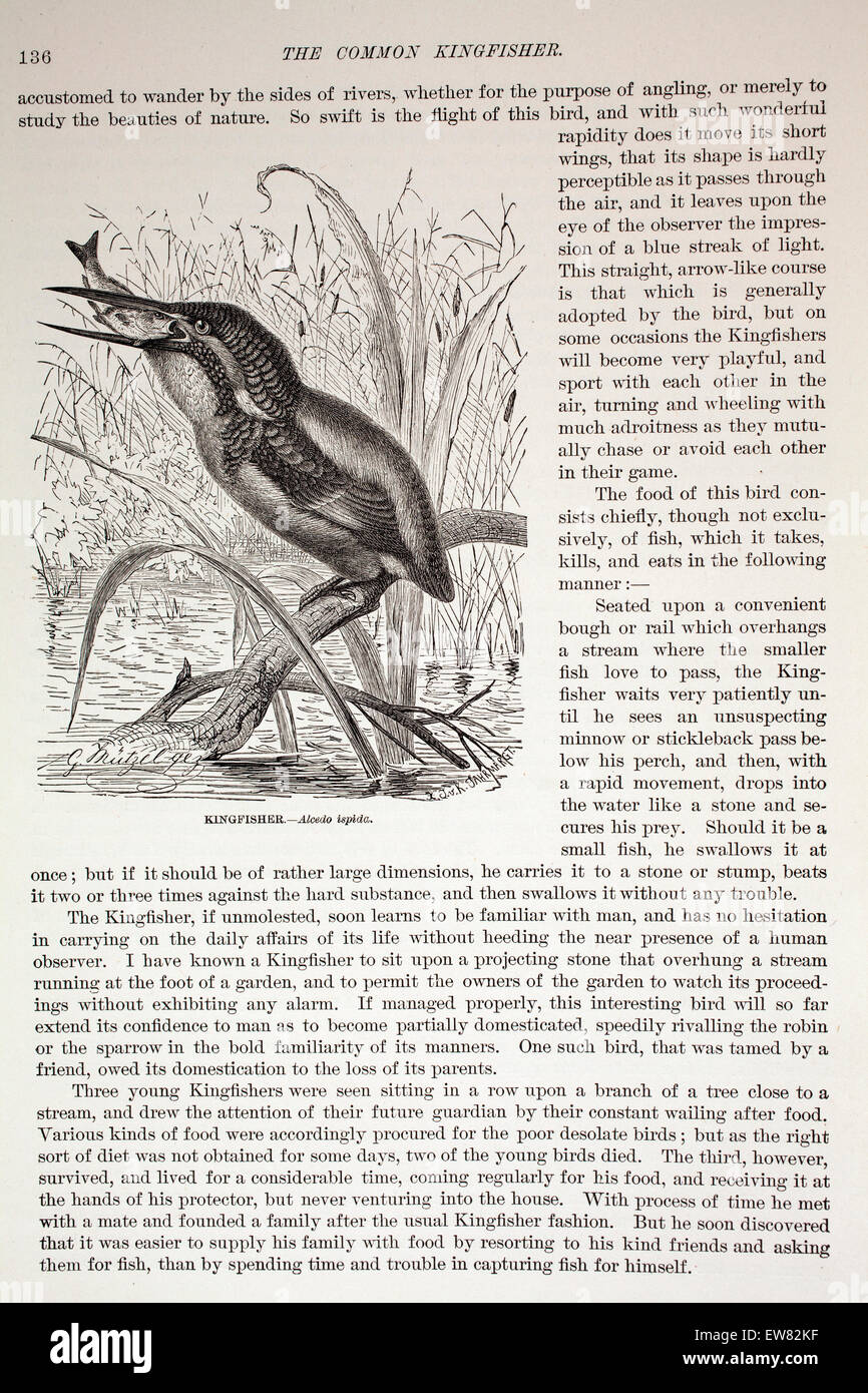 Vintage engraving from a copy of Animate Creation, subscription magazine. Kinfisher  .  Late 1800s. Stock Photo