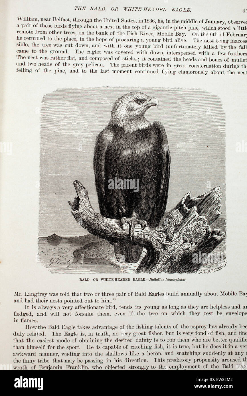 Vintage engraving from a copy of Animate Creation, subscription magazine.  Bald eagle.  Late 1800s. Chromolithograph Stock Photo