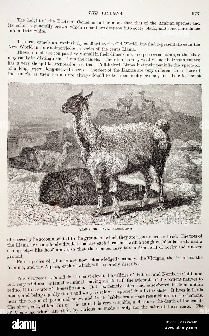 Vintage engraving from a copy of Animate Creation, subscription magazine.  Llama.  Late 1800s. Stock Photo