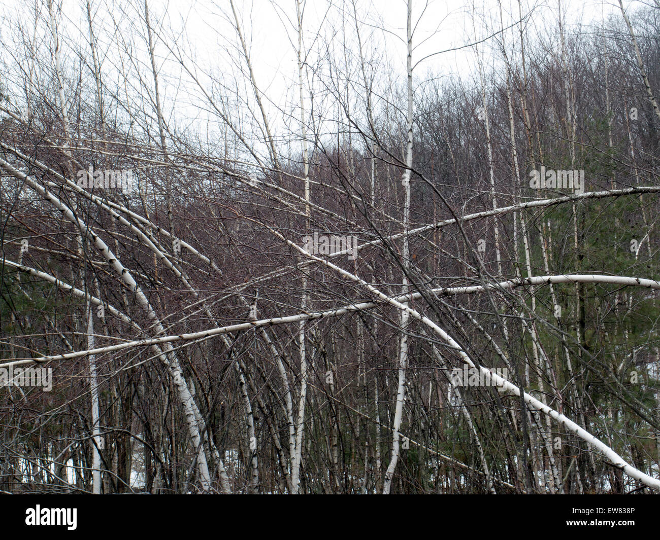 Heavy winter snow and ice bent these birch trees from vertical to