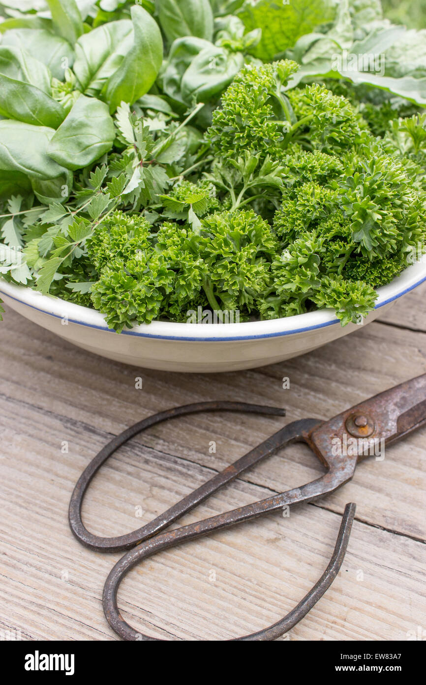 Bowl with parsley, basil, burnet, rocket and borage Stock Photo