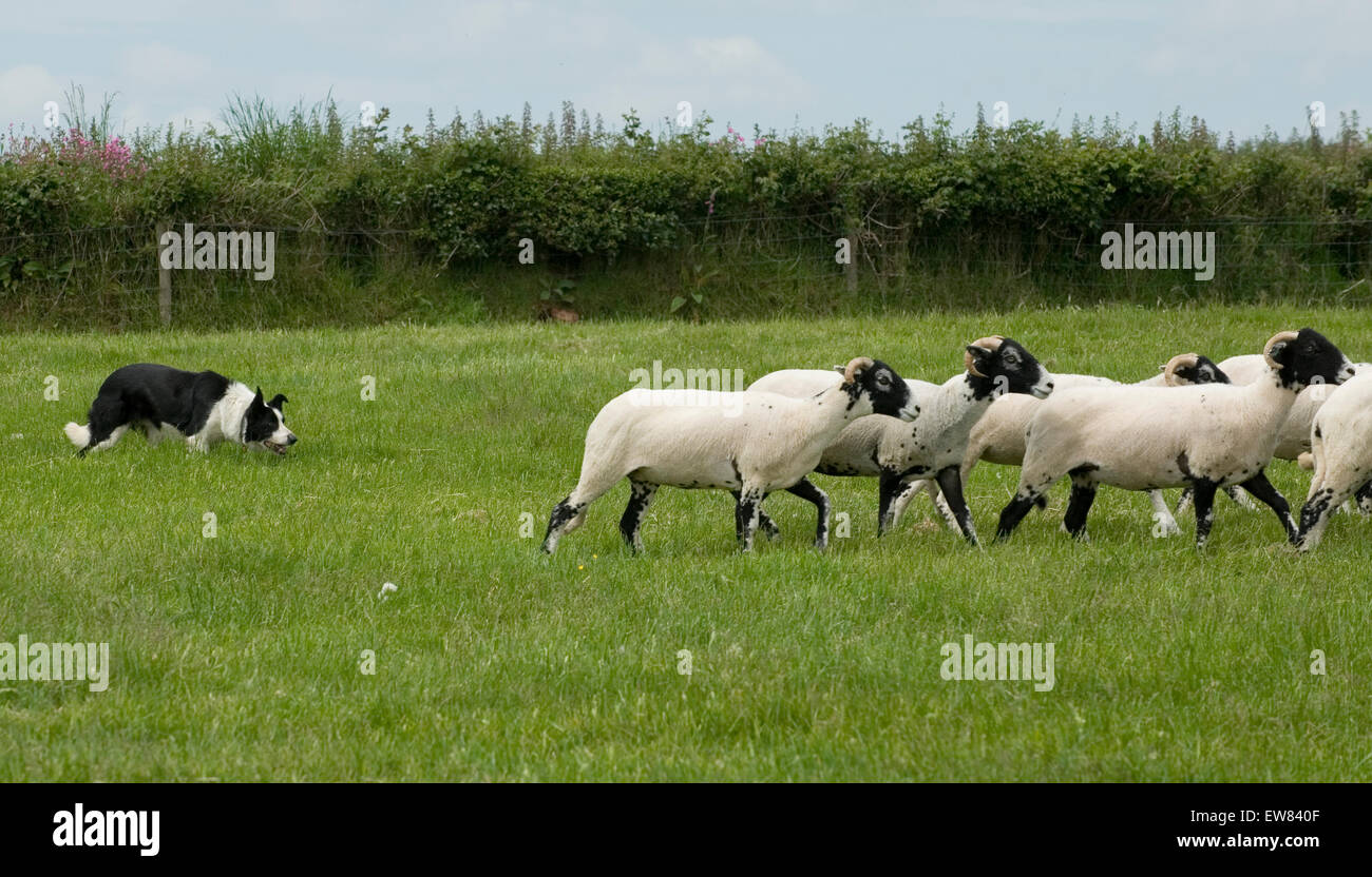 sheepdog working sheep Stock Photo Alamy